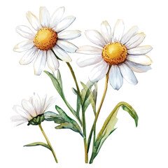 My Watercolor illustration, chamomiles painting illustration isolated on a white background, illustration, AI painting design, vector illustration set, eps format