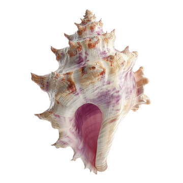 Exquisite Murex Seashell, Close-up Studio Shot