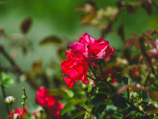 beautiful rose in the nature