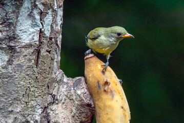a group of Orange bellied flowerpecker eating banana	