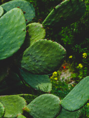 beautiful cactuses in the garden