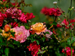 beautiful rose in the nature