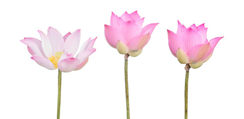 Pink lotus flower blooming on large green leaf with white background. Ideal for wellness, meditation, Thai culture, or floral design.