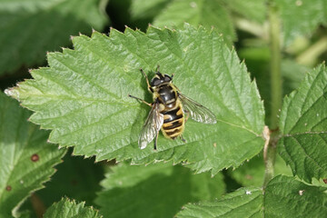 Myathropa florea, known as the 'Batman Hoverfly'