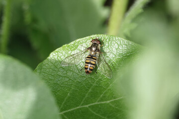 A Marmalade Hoverfly (Episyrphus balteatus)