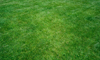 Green grass in backyard, mowing lawn, Green lawn with fresh grass as background