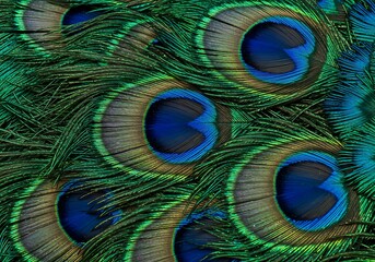Obraz premium Close-up of a Peacock Feather's Vibrant Patterns. Generative Ai