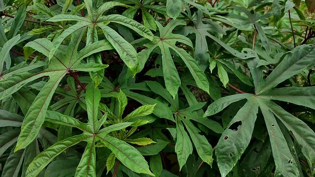 Gedi plant Abelmoschus manihot. Herbal plants that are good for health