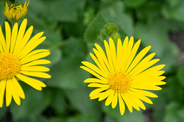 Yellow Chamomile Flowers on Blurred Green Background. High quality photo