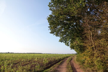 Weg am Waldrand
