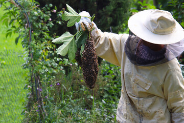 Backyard beekeeping, Beekeeper with collected honeybee swarm in town garden (Baden, Germany)