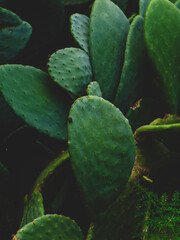 beautiful cactuses in the garden