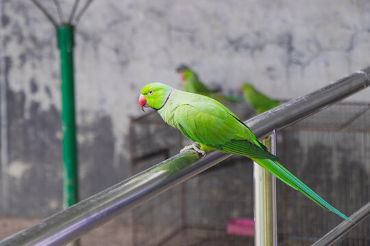 Close view of Parrot