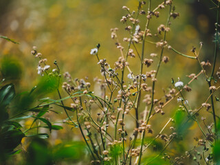 beautiful flowers in the nature