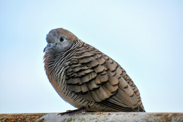 portrait of a zebra dove