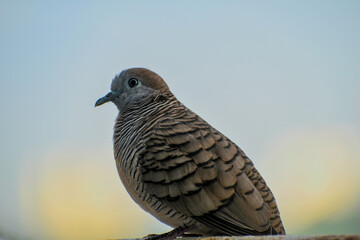 zebra dove on balcony fences