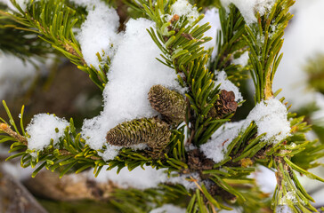 Fir cones on green branch covered white snow. Firs are evergreen coniferous trees belonging to the...