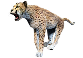 3D Rendering Big Cat Cheetah on White