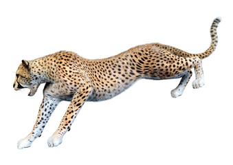3D Rendering Big Cat Cheetah on White