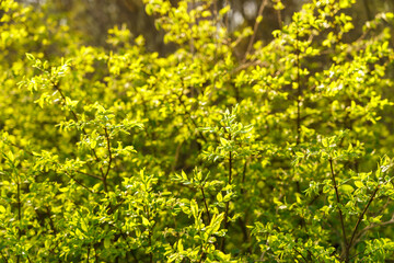 Fototapeta premium Full frame image of dense lime green shrub with young leaves in late spring or early summer, illuminated by sunlight, for nature and garden design themes.