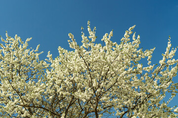 Delicate white plum blossom branches against a clear blue spring sky. Fresh flowering tree for seasonal beauty.