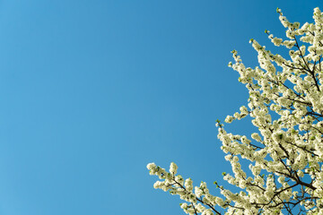Delicate white plum blossom branches against a clear blue spring sky. Fresh flowering tree for seasonal beauty.