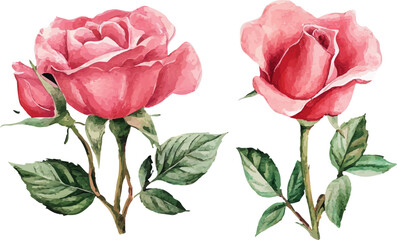 Hand-Painted Pink Rose Flowers