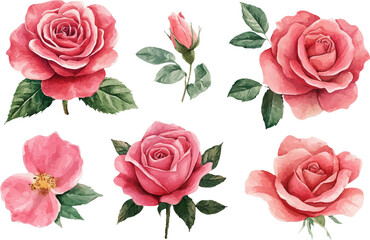 Obraz premium Pink Roses Flowers in Watercolor