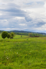 Obraz premium Hunting tower standing in green meadow in spring in Czechia