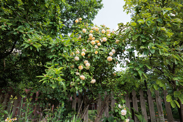 Roses in bloom in an English cottage garden in May