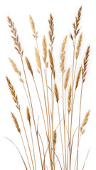 Fototapeta premium Beautiful arrangement of dried ornamental grasses against a clean white background for artistic and decorative designs