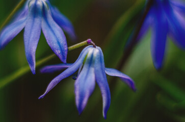Small blue flowers in the shape of lanterns