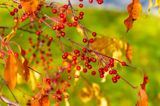 Malus baccata is an Asian apple tree known collectively as Siberian crab and is used to grow bonsai. It has abundant fragrant white flowers and edible red or yellow fruits about 1 cm in diameter.