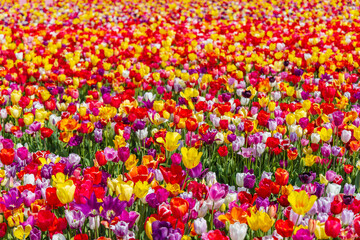 Colorful tulips blooming in a field in Hillegom, Netherlands