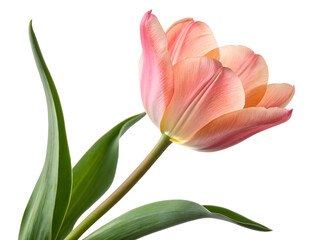 Naklejka premium Close-up of a Pink Tulip Flower Isolated on transparent background, Isolated Png file, Cut-out, Isolate Png, No Background, Isolated object