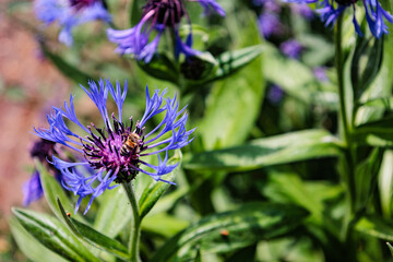 bee on a blue flower in May