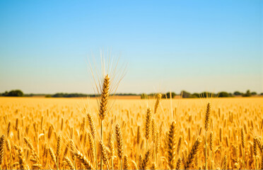 Naklejka premium Golden Wheat Field under the Sun