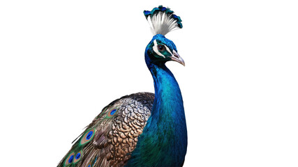 Fototapeta premium Close-up view of a peacock's vibrant plumage.