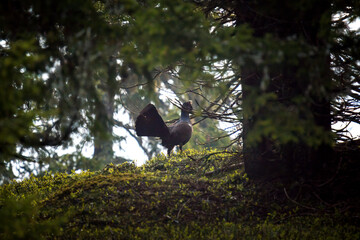 a capercaillie, tetrao urogallus,  in the courtship on the forest floor, a morning ritual in the spring
