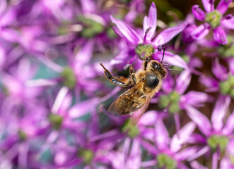 Honey bee or "Honeybee" or "Apis" feeds on nectar from Allium or Ornamental Onion flower during summer pollination season. Dublin, Ireland