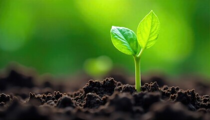 Fototapeta premium Close-up of flourishing green shoots emerging from soil, symbolizing growth, energy, and the potential of nature's power , environment, agriculture