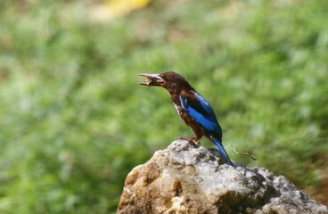 White throated kingfisher also known as the white-breasted kingfisher