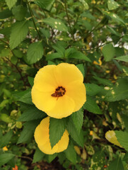 yellow flower with a buzzing bee inside
