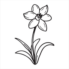 Rain Lily Flower – Delicate Petals After Summer Showers