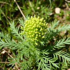 Fototapeta premium High mountain slopes witness the rebirth of Giant fennel (Ferula sp.) with its fresh spring foliage.
