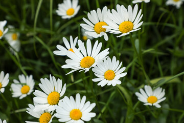 Blooming white daisies with bright yellow centers stand out vividly against a soft green...