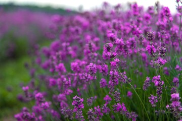 Fototapeta premium Blooming lavender field. Lavender sprigs close-up. Essential oil culture. Aromatherapy concept.