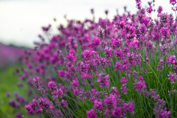 Blooming lavender field. Lavender sprigs close-up. Essential oil culture. Aromatherapy concept.