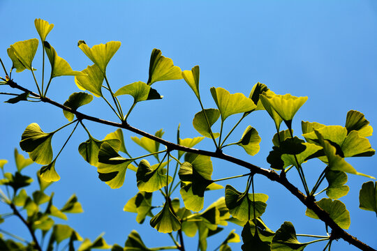 gingko biloba tree leaves close up - Powered by Adobe