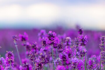 Blooming lavender field. Lavender sprigs close-up. Essential oil culture. Aromatherapy concept.